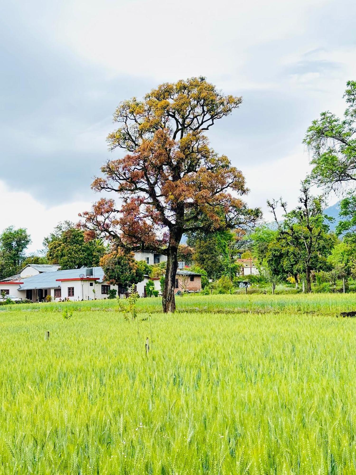 Dreamwoods A Travellers Farm Vandrarhem Dharamshala Exteriör bild